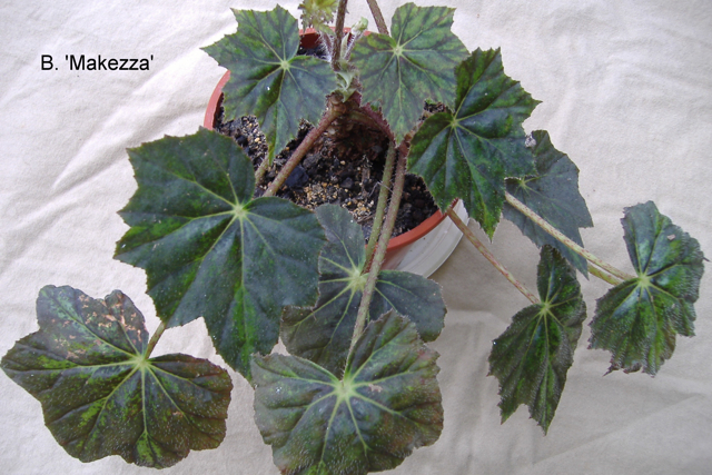 B. ‘Makezza’